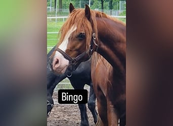 Welsh D (Cob), Gelding, 6 years, 14,1 hh, Chestnut-Red