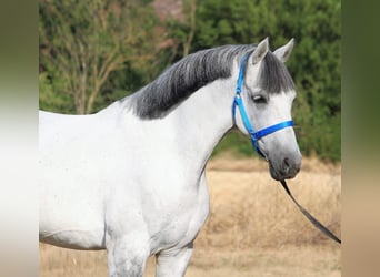 Welsh D (Cob), Gelding, 6 years, 14,1 hh, Gray