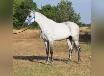 Welsh D (Cob), Gelding, 6 years, 14,1 hh, Gray