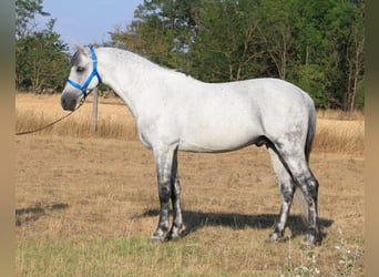 Welsh D (Cob), Gelding, 6 years, 14,1 hh, Gray