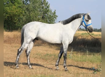 Welsh D (Cob), Gelding, 6 years, 14,1 hh, Gray