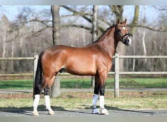 Welsh D (Cob), Gelding, 7 years, 14,2 hh, Bay-Dark