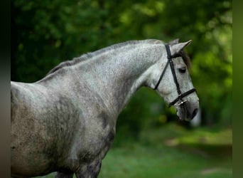 Welsh D (Cob), Gelding, 8 years, 13,3 hh, Gray