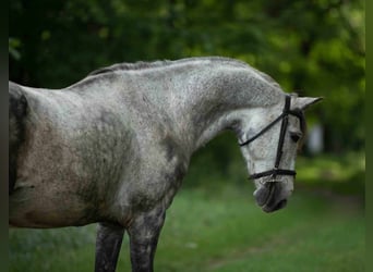 Welsh D (Cob), Gelding, 8 years, 13.3 hh, Gray