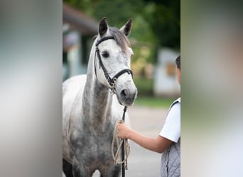 Welsh D (Cob), Gelding, 8 years, 13,3 hh, Gray