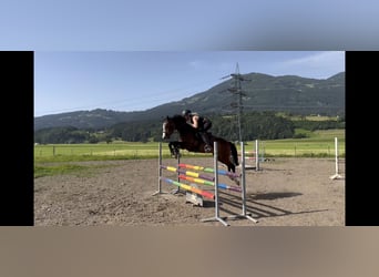 Welsh D (Cob), Gelding, 8 years, 14.1 hh, Bay-Dark