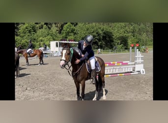 Welsh D (Cob), Gelding, 8 years, 14.1 hh, Bay-Dark