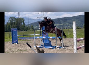 Welsh D (Cob), Gelding, 8 years, 14.1 hh, Bay-Dark