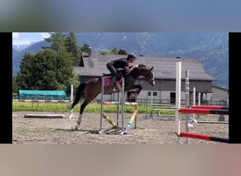 Welsh D (Cob), Gelding, 8 years, 14.1 hh, Bay-Dark