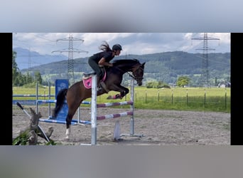 Welsh D (Cob), Gelding, 8 years, 14.1 hh, Bay-Dark