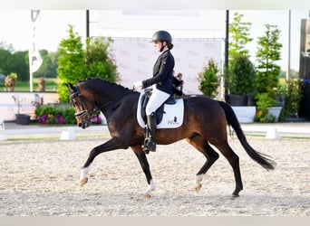 Welsh D (Cob), Gelding, 8 years, 14,2 hh, Bay-Dark