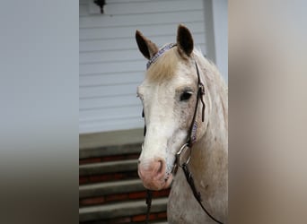 Welsh D (Cob), Gelding, 9 years, 13,2 hh, Sorrel