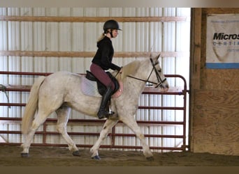 Welsh D (Cob), Gelding, 9 years, 13,2 hh, Sorrel