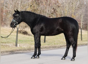 Welsh D (Cob), Gelding, 9 years, 14,1 hh, Black