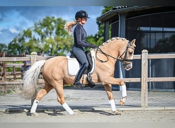 Welsh-D, Wallach, 9 Jahre, 14,1 hh, Palomino