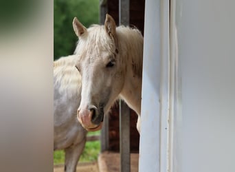 Welsh D (Cob), Hingst, 1 år, Palomino