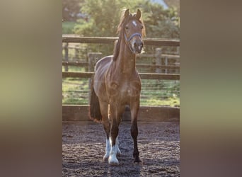 Welsh D (Cob), Hingst, 2 år, 150 cm, Brun