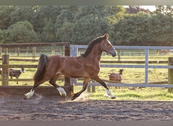 Welsh D (Cob), Hingst, 2 år, 150 cm, Brun