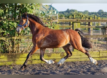 Welsh D (Cob), Hingst, 2 år, 150 cm, Brun