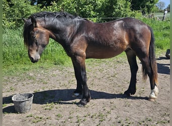 Welsh D (Cob), Hingst, 2 år, 150 cm