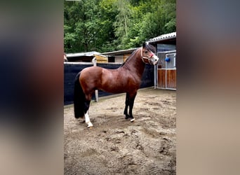 Welsh D (Cob), Hingst, 4 år, 143 cm, Brun