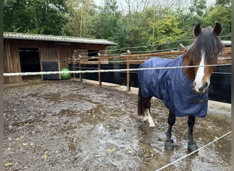 Welsh D (Cob), Hingst, 4 år, 143 cm, Brun