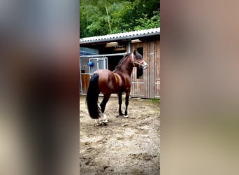 Welsh D (Cob), Hingst, 4 år, 143 cm, Brun