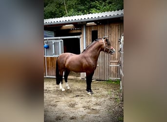 Welsh D (Cob), Hingst, 4 år, 143 cm, Brun