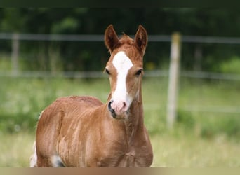 Welsh D (Cob), Hingst, Föl (05/2024), 150 cm, fux