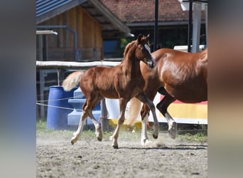 Welsh D (Cob), Hingst, Föl (05/2024), 150 cm, fux