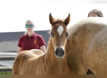 Welsh D (Cob), Hingst, Föl (05/2024), 150 cm, Fux