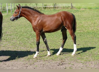 Welsh D (Cob), Hingst, Föl (05/2024), Brun