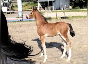 Welsh D (Cob), Hingst, Föl (05/2024), Brun