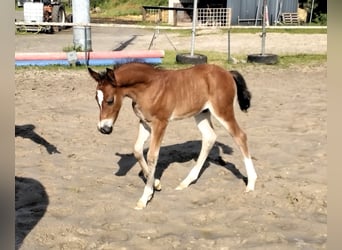 Welsh D (Cob), Hingst, Föl (05/2024), Brun