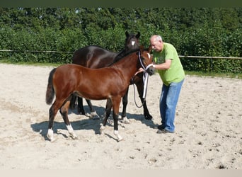 Welsh D (Cob), Hingst, Föl (05/2024), Brun