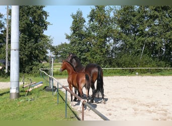 Welsh D (Cob), Hingst, Föl (05/2024), Brun