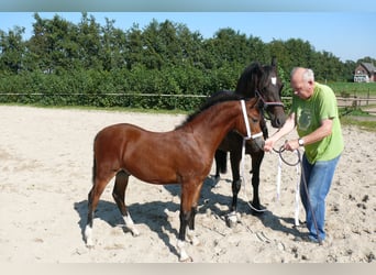 Welsh D (Cob), Hingst, Föl (05/2024), Brun