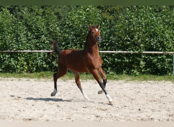 Welsh D (Cob), Hingst, Föl (05/2024), Brun