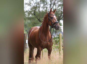 Welsh D (Cob), Mare, 10 years, 14,2 hh, Chestnut