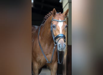 Welsh D (Cob), Mare, 10 years, 14,2 hh, Chestnut