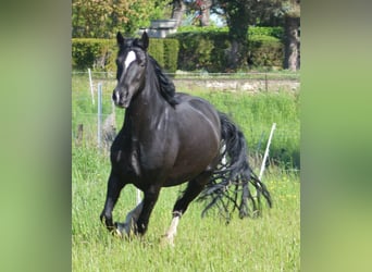 Welsh D (Cob), Mare, 10 years, 14,2 hh, Smoky-Black