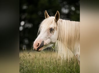 Welsh D (Cob) Mix, Mare, 10 years, 14.3 hh, Pinto