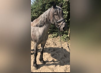 Welsh-D, Stute, 10 Jahre, 14,3 hh, Roan-Blue