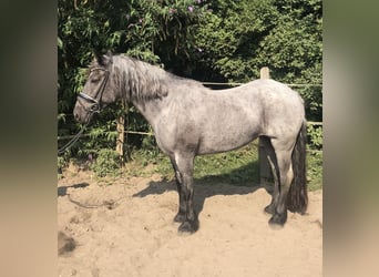 Welsh D (Cob) Mix, Mare, 10 years, 14,3 hh, Roan-Blue