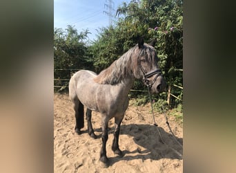 Welsh D (Cob) Mix, Mare, 10 years, 14,3 hh, Roan-Blue