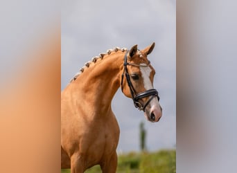 Welsh D (Cob), Mare, 11 years, 14,2 hh, Palomino