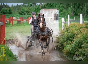 Welsh D (Cob), Mare, 11 years, 14 hh, Bay