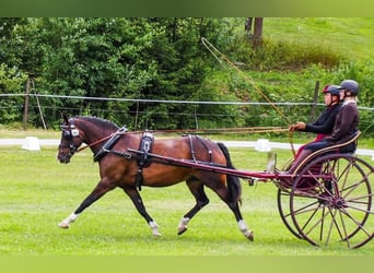 Welsh D (Cob), Mare, 11 years, 14 hh, Bay