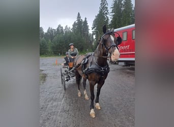 Welsh D (Cob), Mare, 11 years, 14 hh, Bay