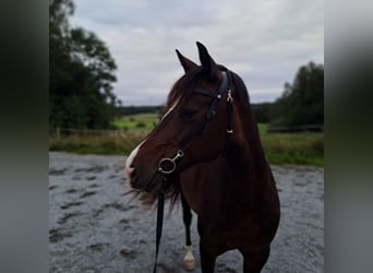 Welsh D (Cob), Mare, 11 years, 14 hh, Bay